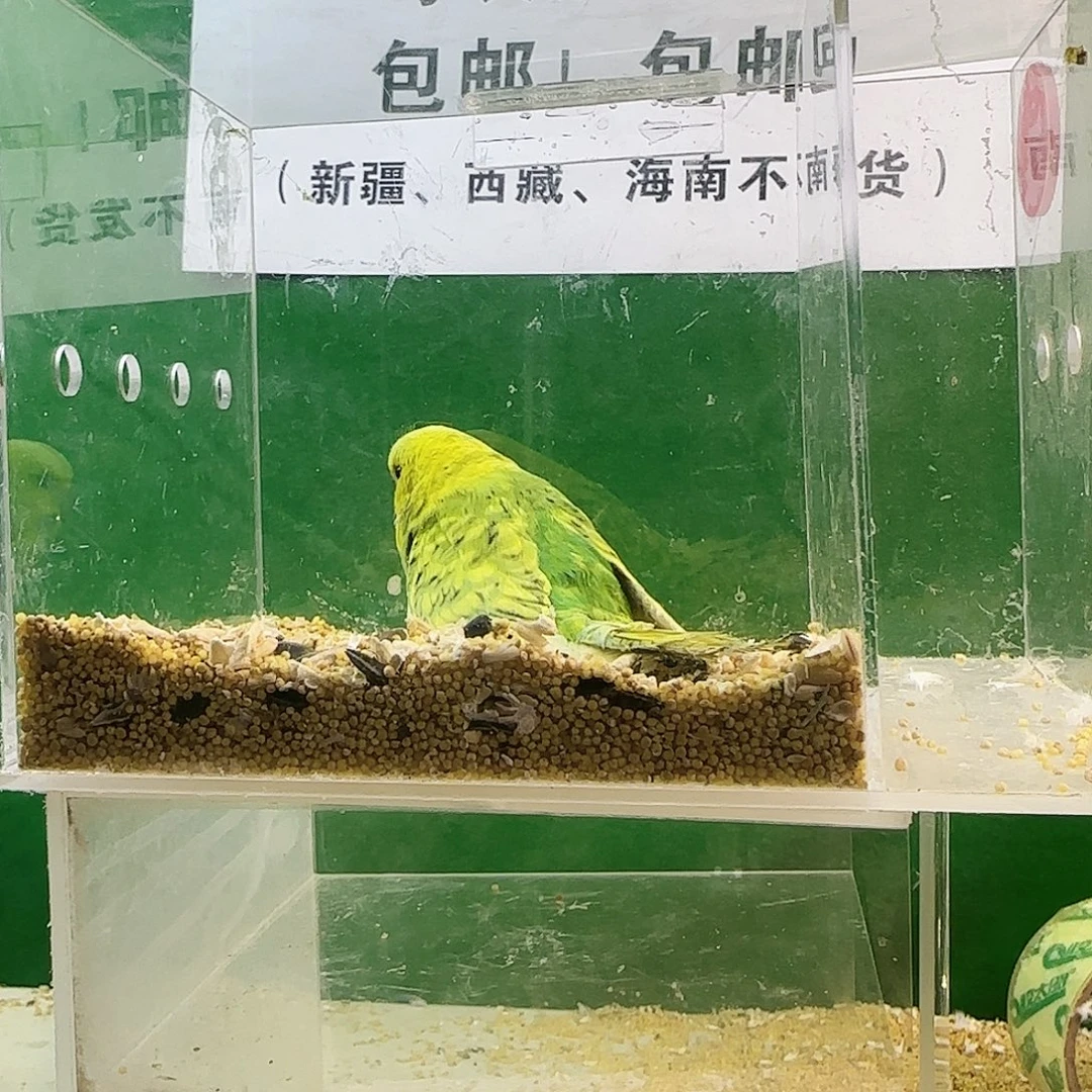 虎皮鹦鹉大头鹦鹉