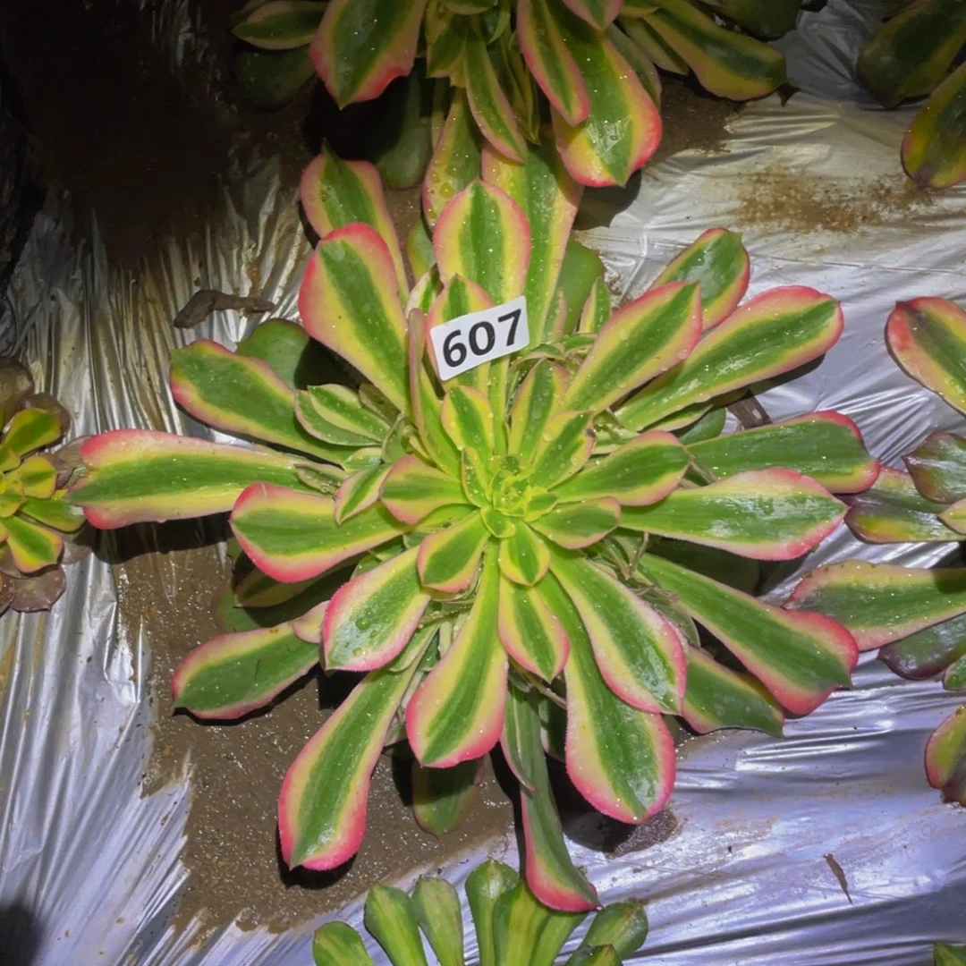 香妃多肉植物多肉607