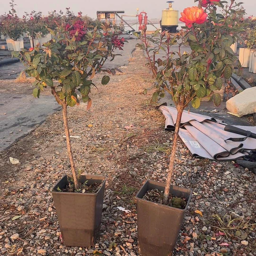 当前无花朵，栽培后可花朵棒棒2棵