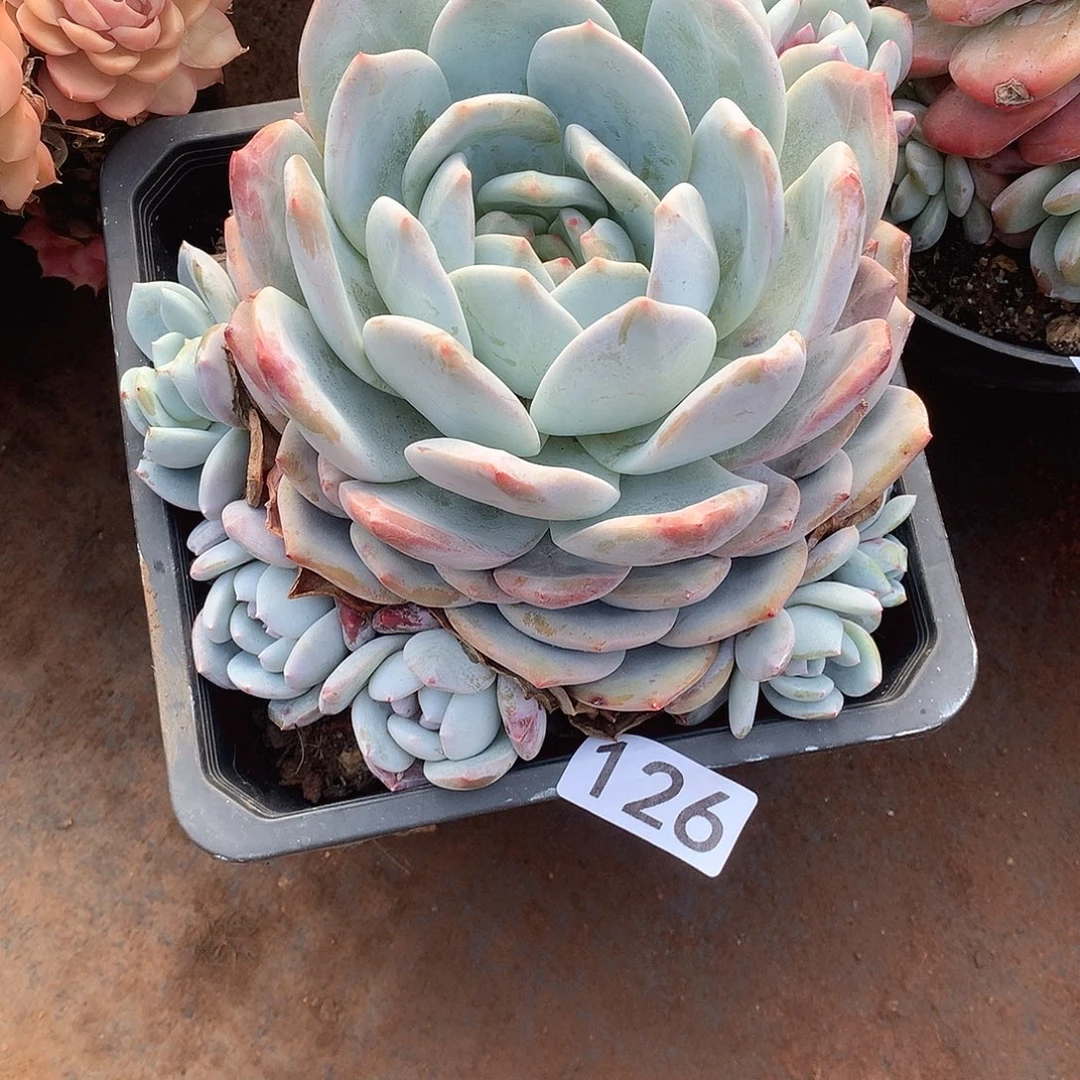 126 一物一拍多肉！