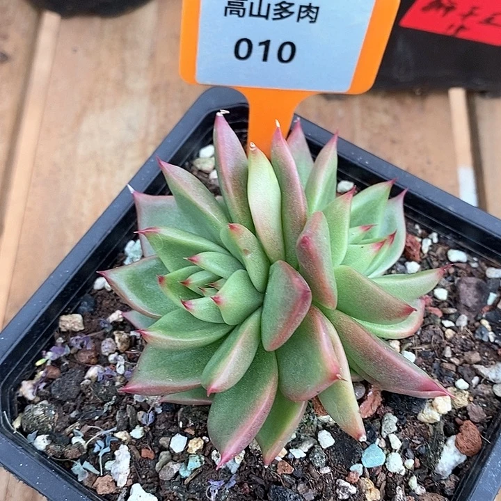 D010- 直播福利 东云双头