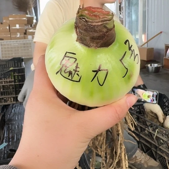 魅力四射籽播苗5号 8厘米 开花可能变异 开花无售后