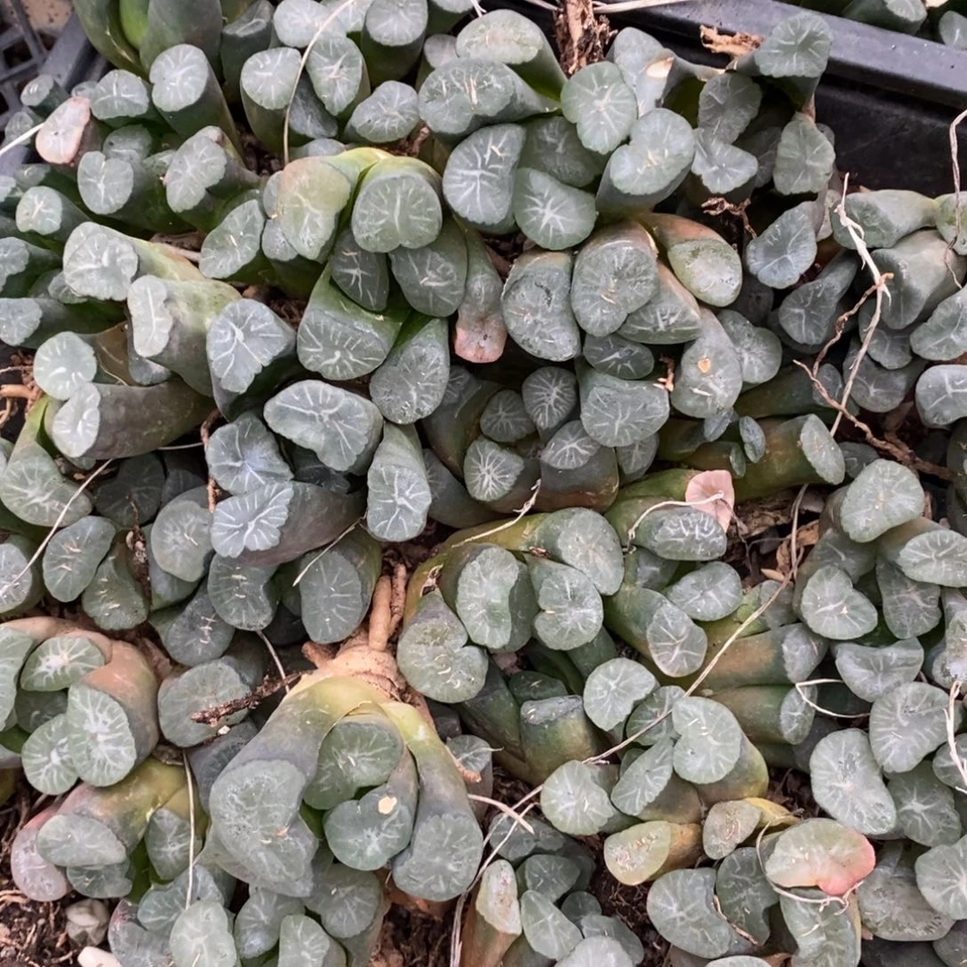 3113 一颗实生超大万象 元旦福利