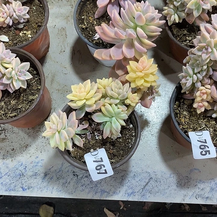 用***0767淡雪锦多肉植物多肉