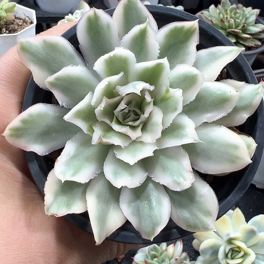 紫蝴蝶锦 小方花圃一物一拍