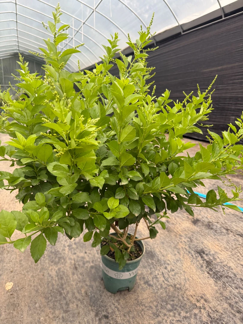 巧克力【蕾丝金露】盆栽棒棒糖阳台庭院耐热浓香花卉