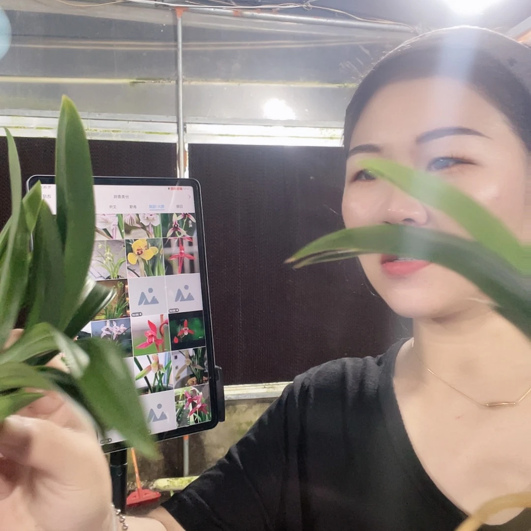 当前无花栽培后可以开花