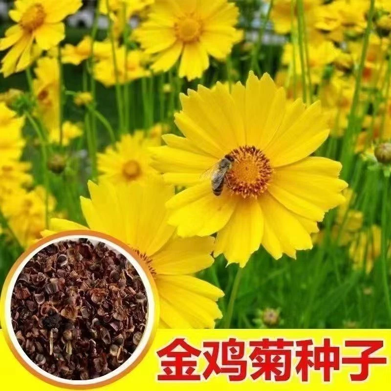 多年生大花金鸡菊花种子四季播种庭院景观花卉