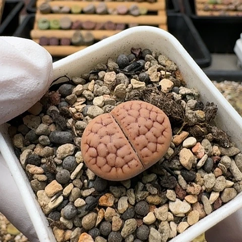 2738，黄露美玉脑纹带盆发货