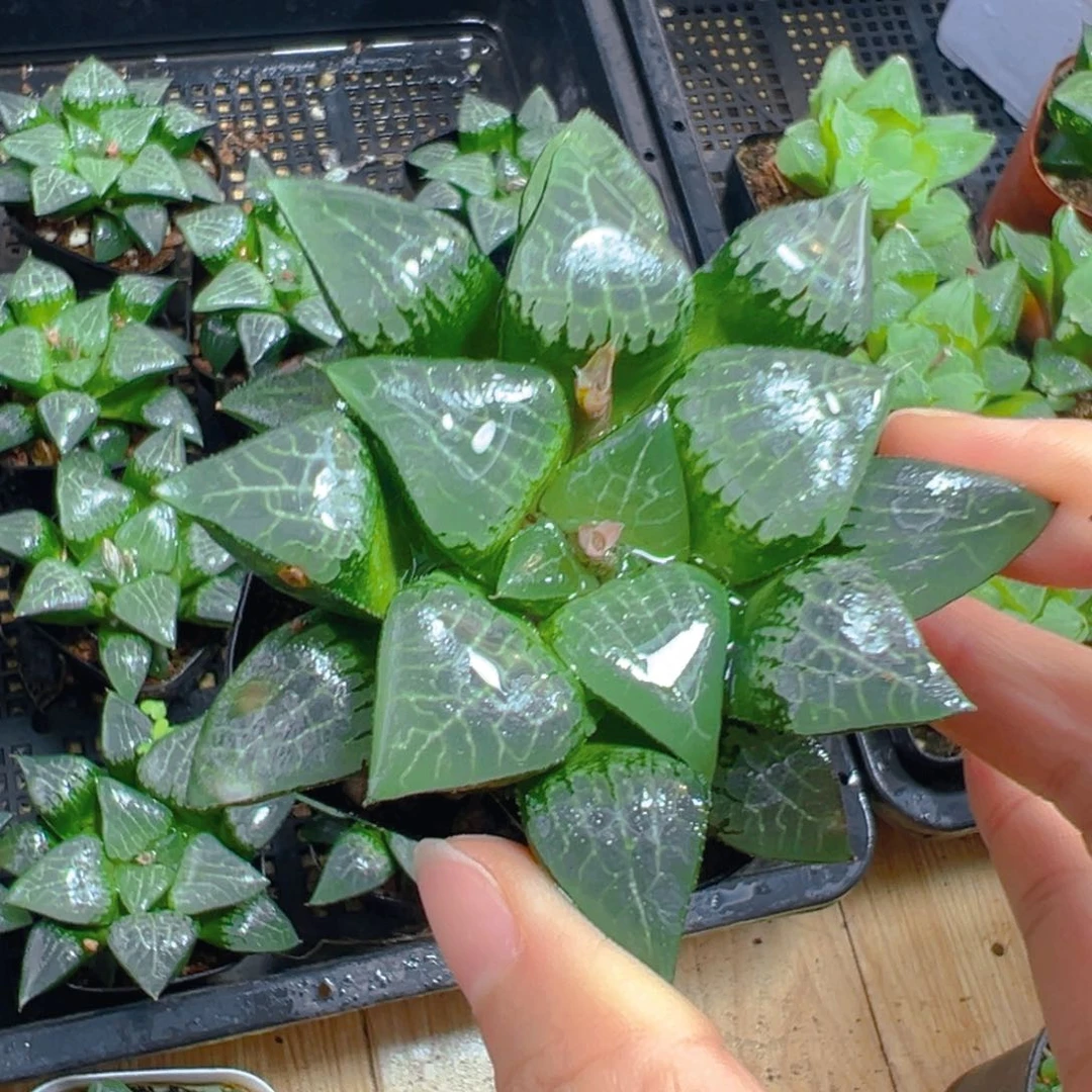 冰河寿多肉多肉一颗