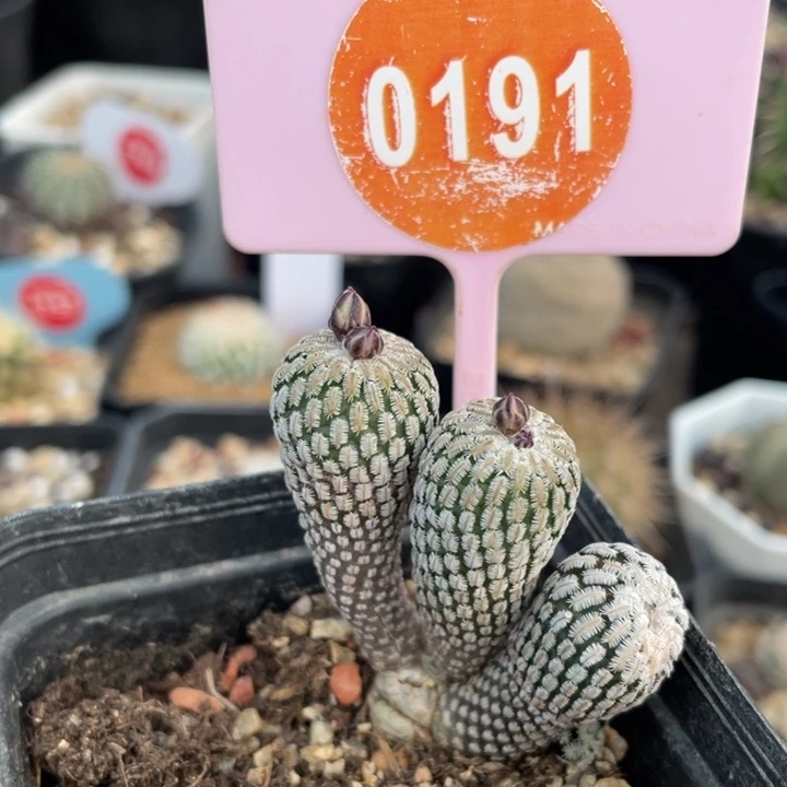 实生浓赤花娇丽0191000000000