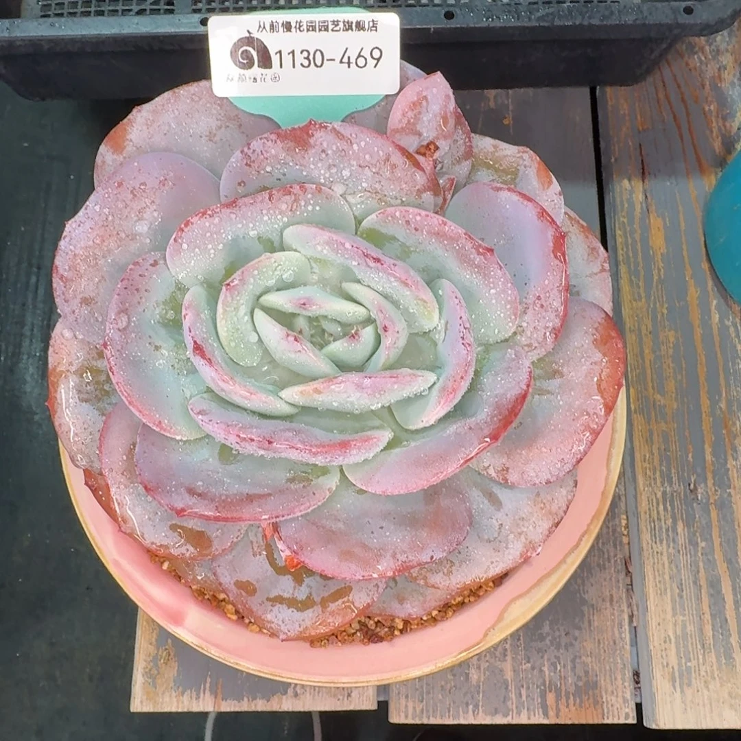 从前慢花园多肉编号1130.469