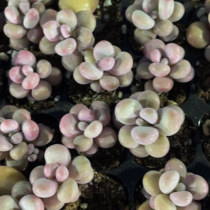 小桃蛋1元带土发