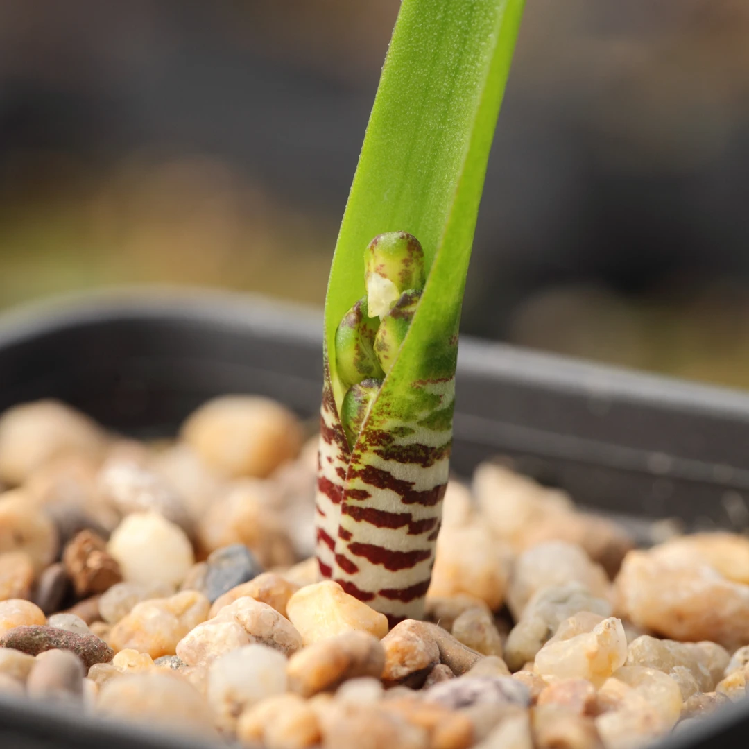 花医生园艺DF3.0138 Lachenalia unifolia独叶立金花1.5cm开花球