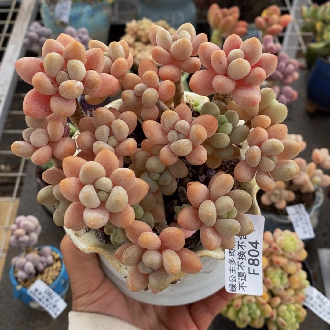 鱼子酱804/10c m的肉