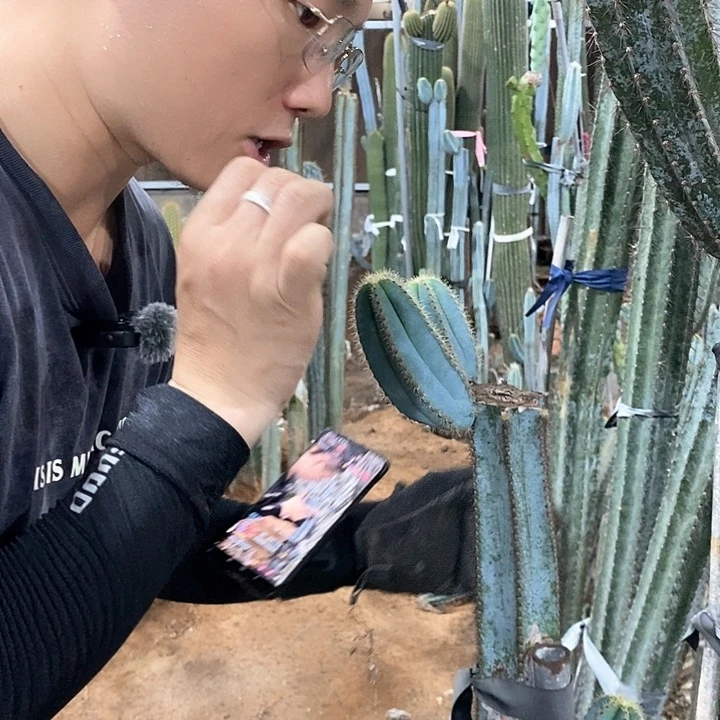 金青阁10公分侧枝。