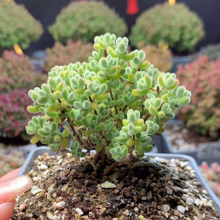 茹055实生冰晶。