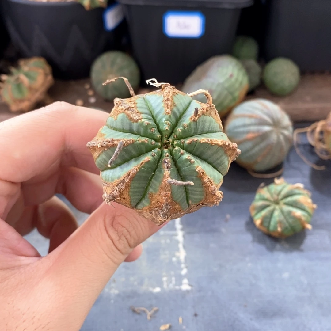15原产地法利达多肉植物