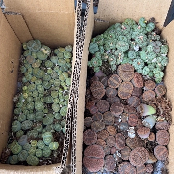 一箱三品种混搭8888888