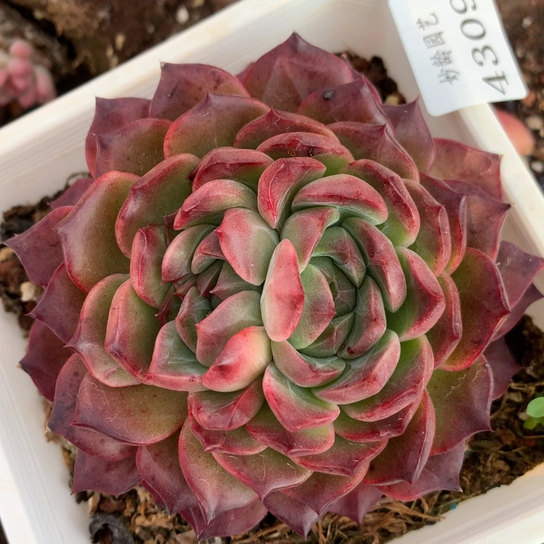 4309杂交多肉植物