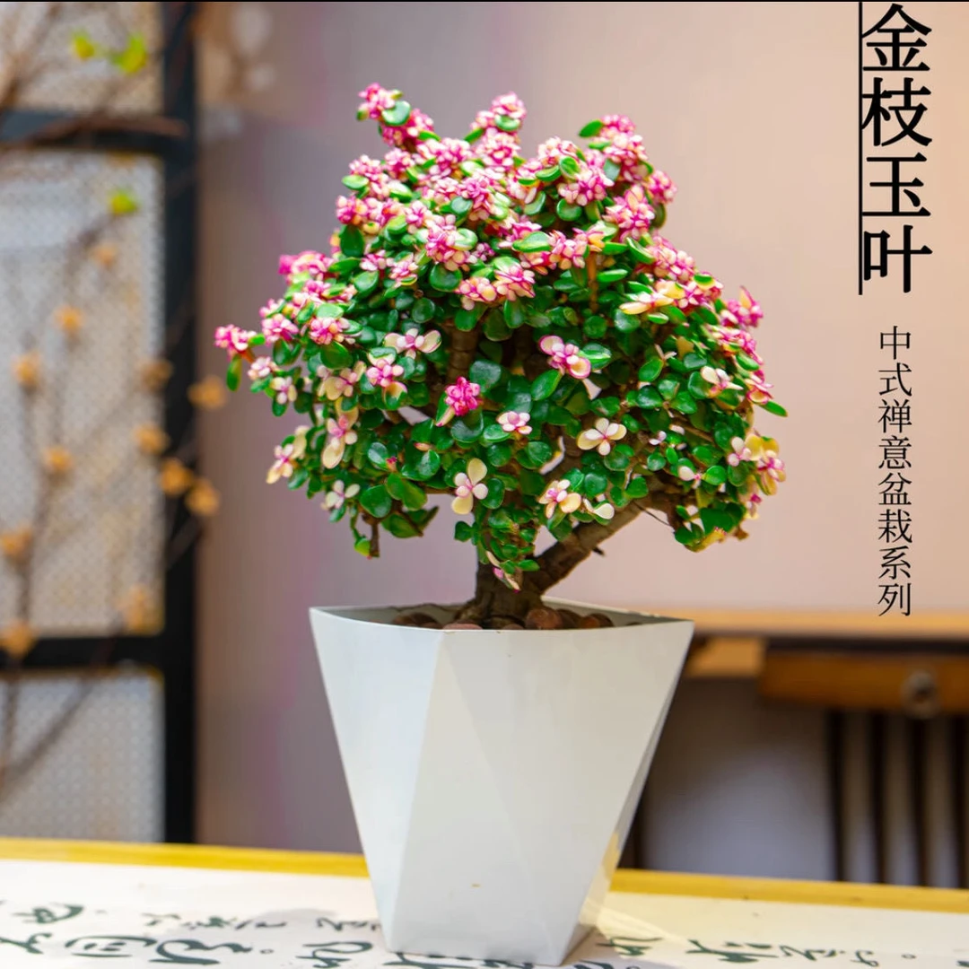 【棒棒糖老桩金枝玉叶】盆栽室内阳台办公室耐阴好养花卉