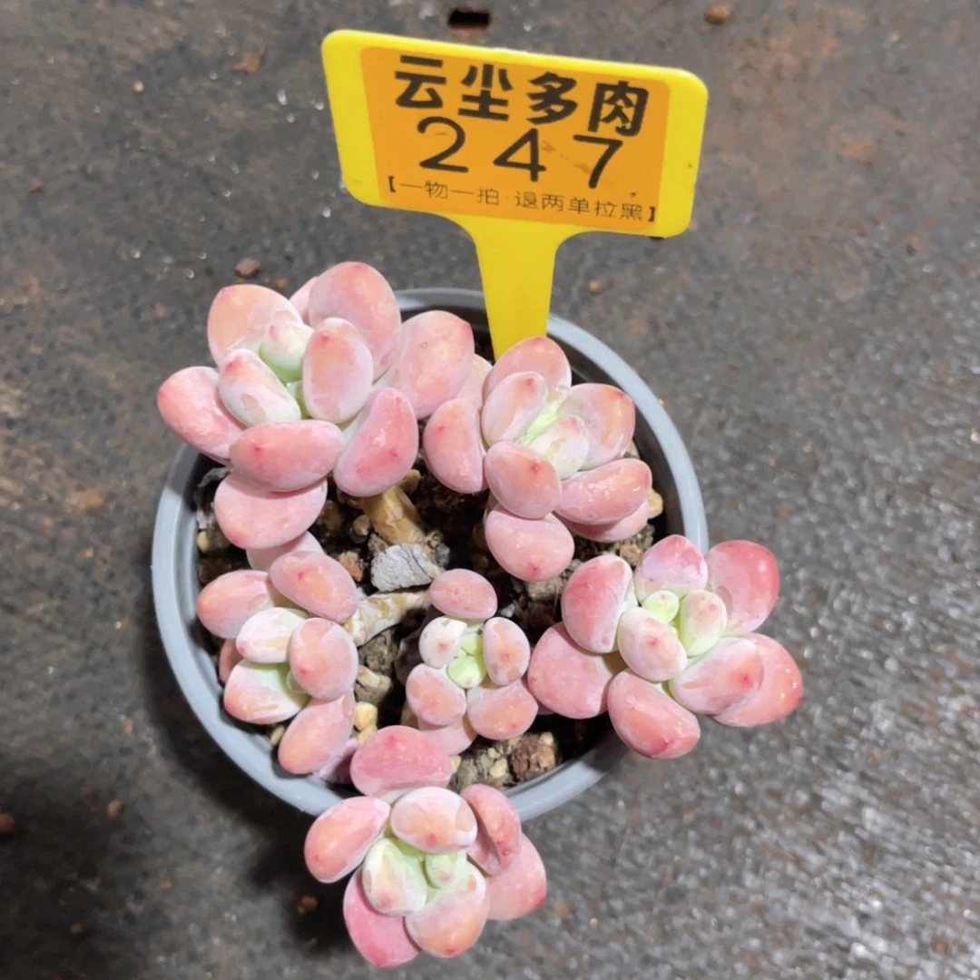 ****a云尘多肉一物一拍247，