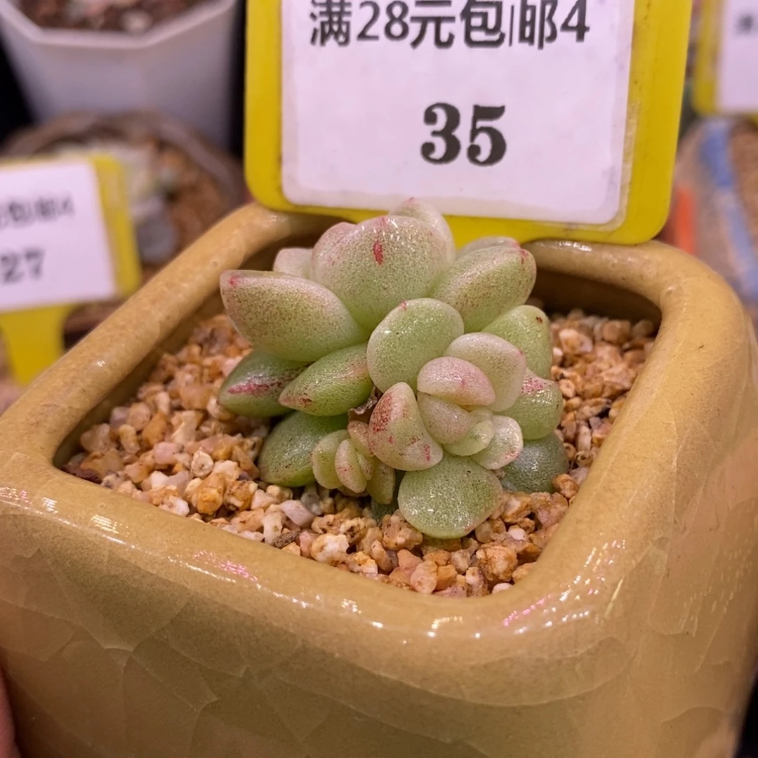435冰玉石化心带锦……