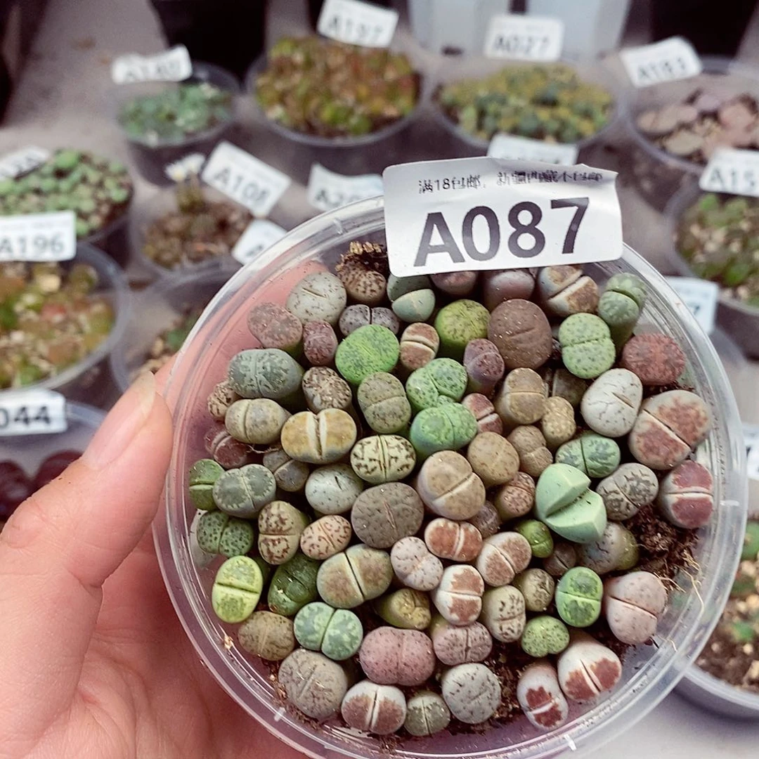 87啦咯啦咯啦咯啦