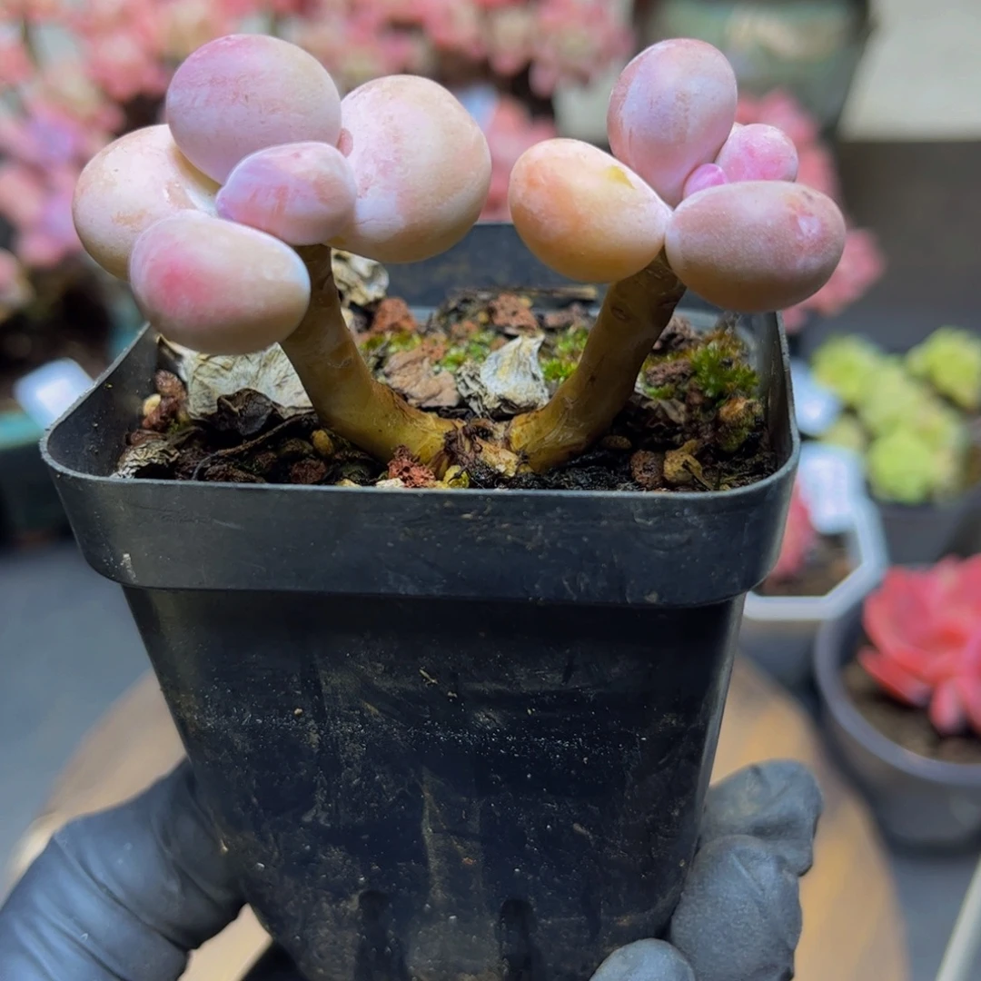 137老桩橙奶双头多肉植物