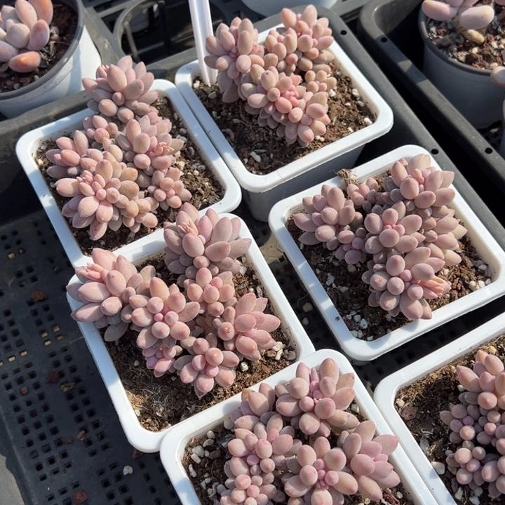 婴儿手指群一颗量拍多肉满20包邮初7发