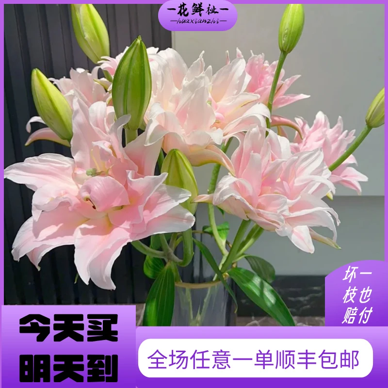 花鲜祉【女神重瓣香水百合5枝】全场任意一定顺丰包邮次日达