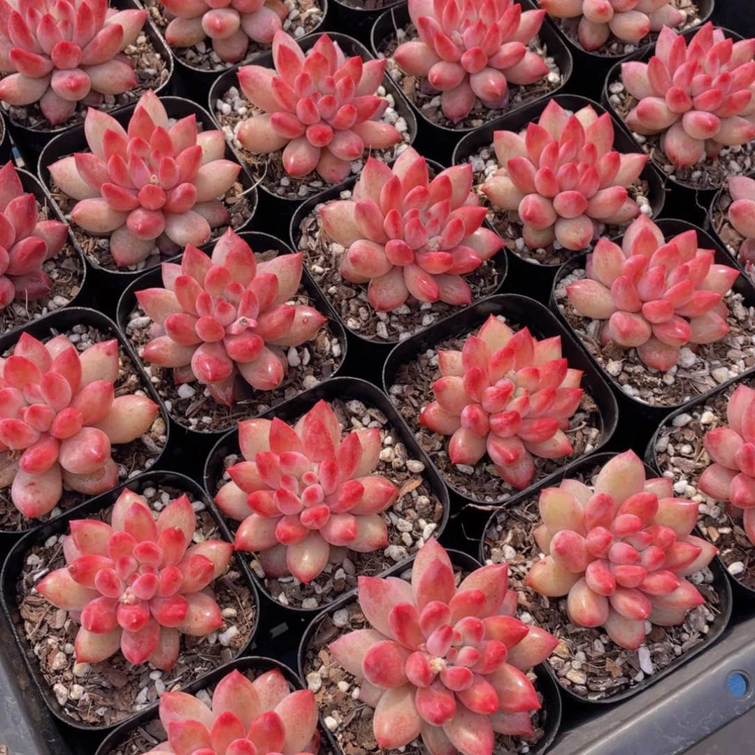 量拍45号新年福利丸叶车厘子金鱼姬全状态单头一个