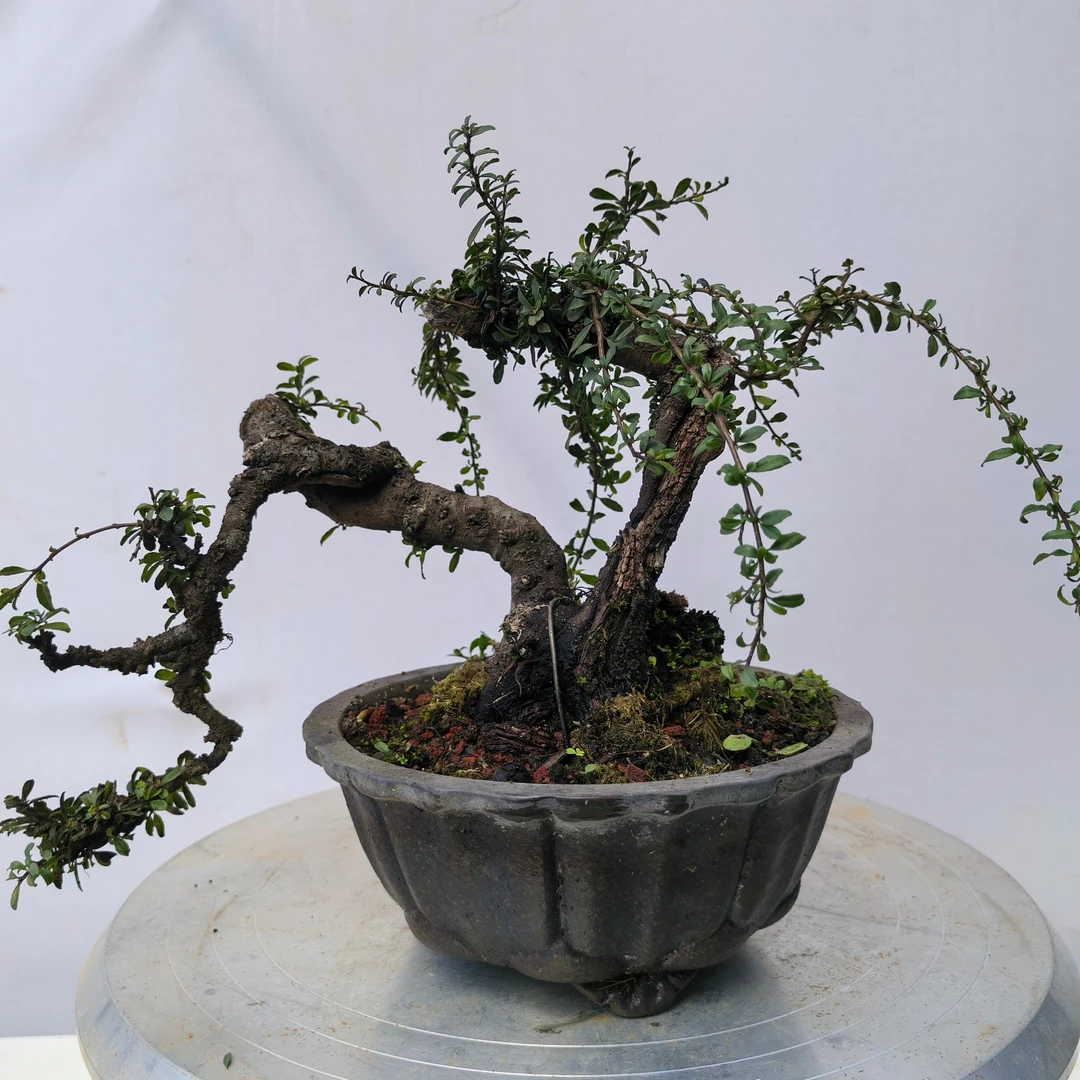 精品老鹰刺，桌面书房茶室阳台庭院盆景可循环开花室内外养护