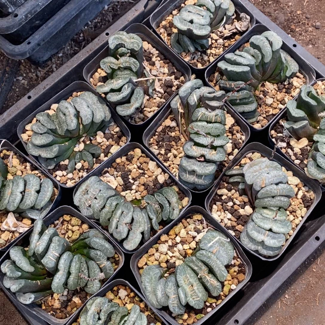 925 一颗超级大玉扇  冰城一颗 整点福利