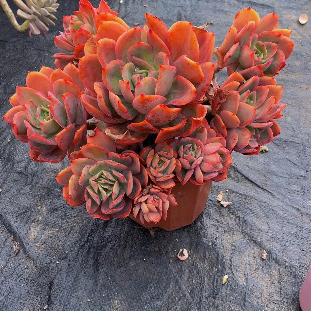 K*n绮啰仙子多肉植物群