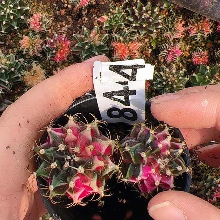 陈***爱当前无花栽培后可以开花844
