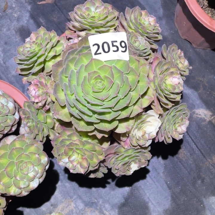 大***流海王七彩2059号多肉植物