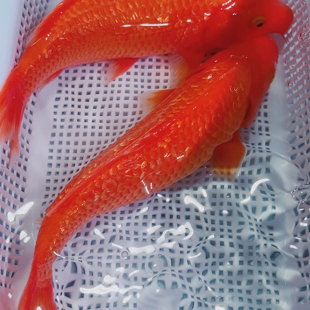 海水鱼冷水锦鲤观赏鱼11