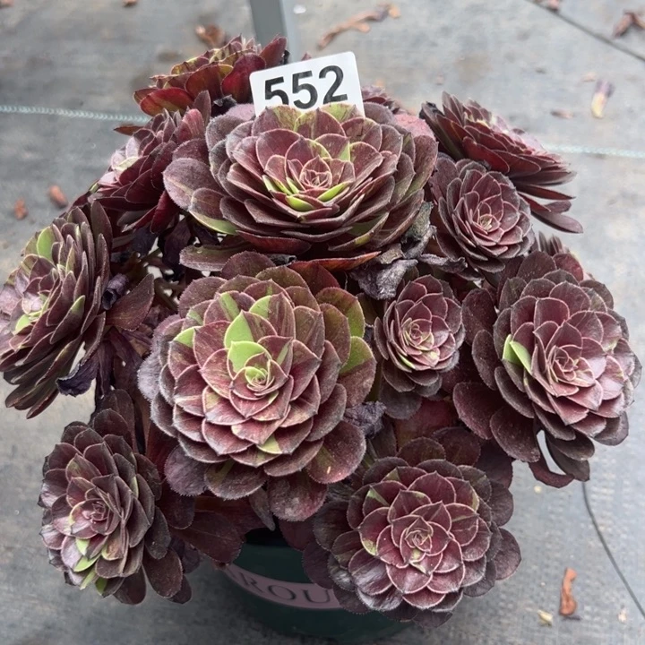 虫*飞552花月夜25厘米左右