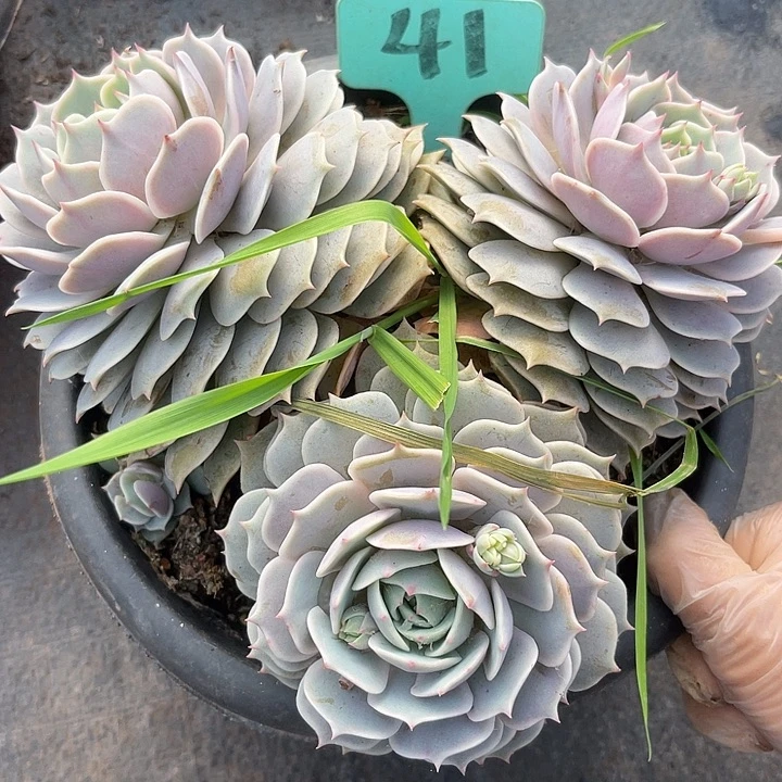 两单包邮，一物一拍，散41