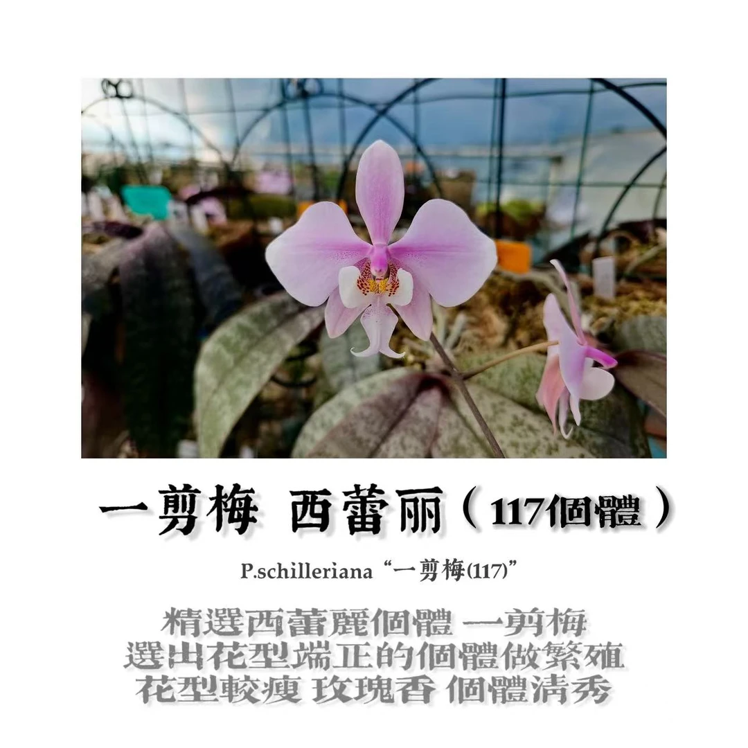 原生种蝴蝶兰实生苗1系列西雷利（陈十三老师）育种好养易活