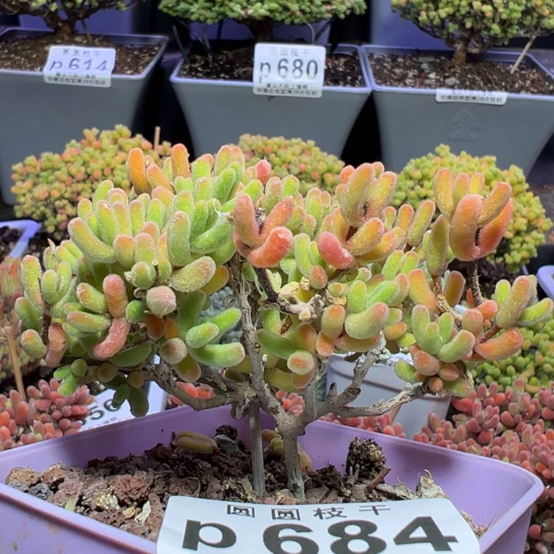 【闪购商品】p684小星星冠幅7cm