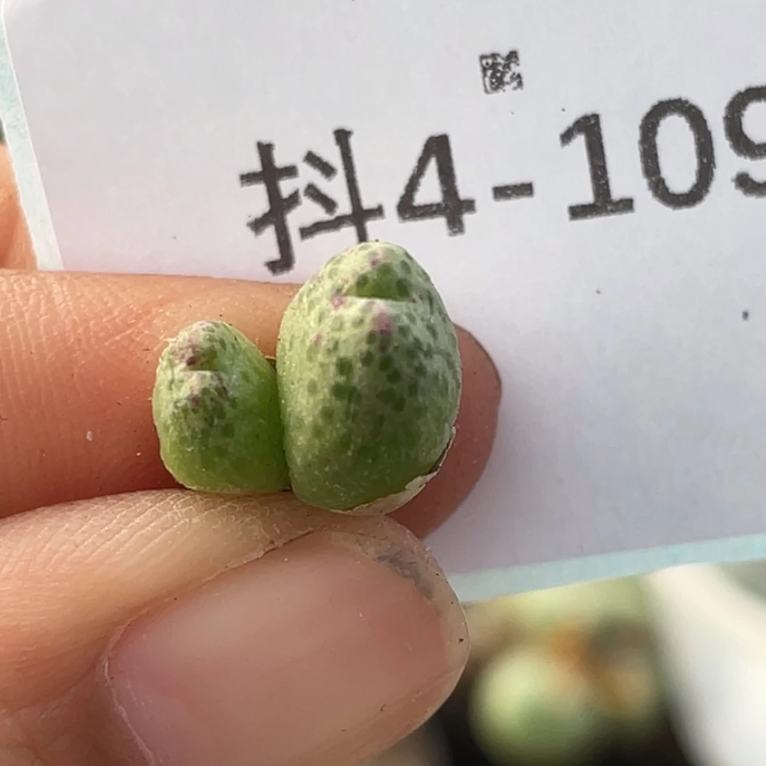 4-109草莓斑马肉锥