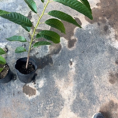 黄***林金钻凤梨3687370747954799