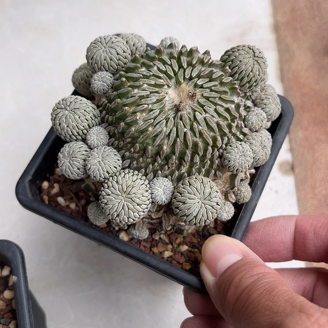 精巧丸仙人球一物一拍