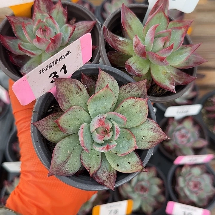 坦***笑88、123、31 惊鸿仙子多肉植物