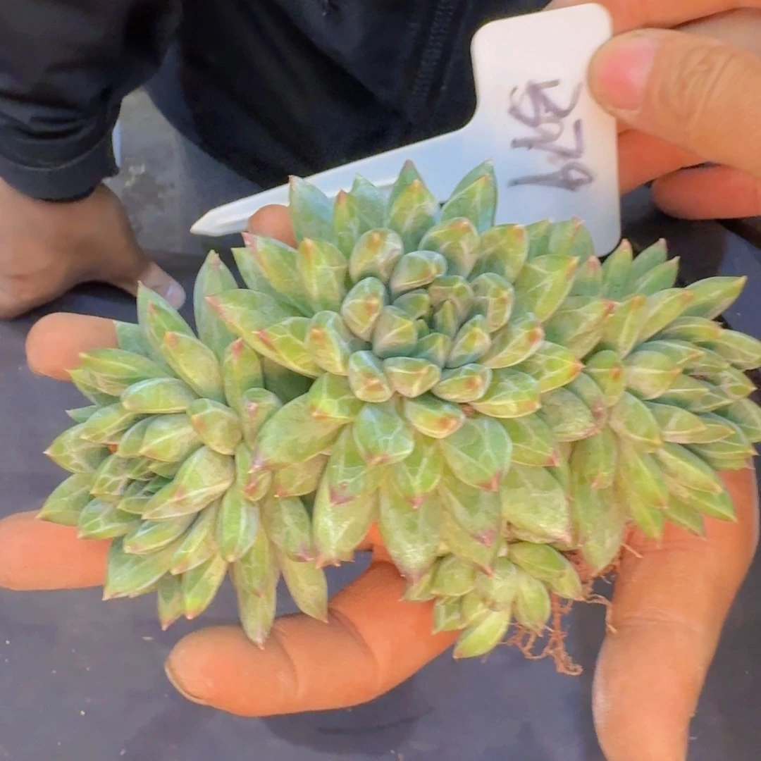 多肉植物的生长发育和