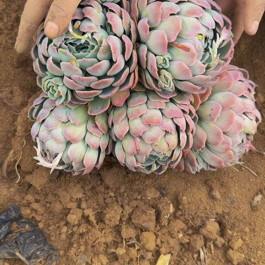 贝瑞 一颗 不包损12.8