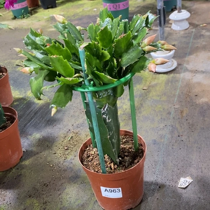 大部分花苞少量开放963嫁接2220