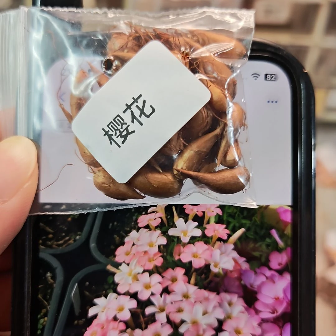 酢浆草早花纤细樱花